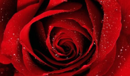 娱乐吃瓜酱带刺的玫瑰,揭秘带刺玫瑰背后的故事