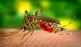 爆料大蚊子的视频大全下载,惊悚瞬间尽收眼底