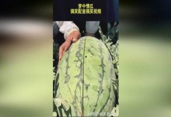 吃瓜搞怪配音视频下载免费,免费下载欢乐无限