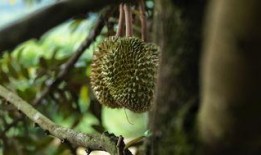 榴莲飘飘在线观看,一场味蕾与情感的奇幻之旅