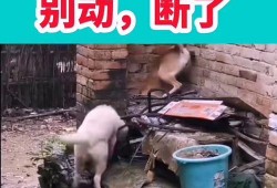 爆料有趣的搞笑视频,笑料百出！揭秘那些爆笑搞笑视频背后的故事