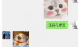 胖猫事件爆料最新消息,揭秘背后惊人真相