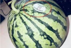 茂名网红吃瓜,揭秘网络红人的幕后故事