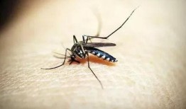 爆料大蚊子的视频大全下载,惊悚瞬间尽收眼底