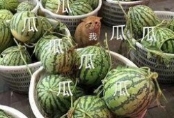 吃瓜娱乐头像图片,揭秘吃瓜娱乐头像背后的趣味世界