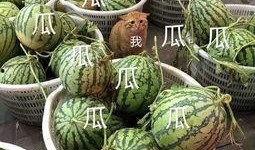 吃瓜娱乐头像图片,揭秘吃瓜娱乐头像背后的趣味世界