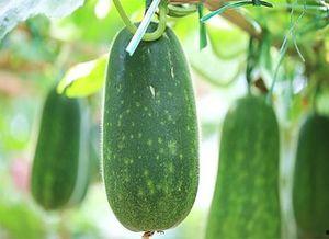 娱乐吃瓜健康养生